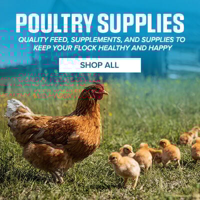 Poultry Supplies: Quality Feed, Supplements, and Supplies to Keep Your Flock Healthy and Happy. Shop All.